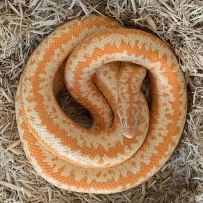 Creamsicle