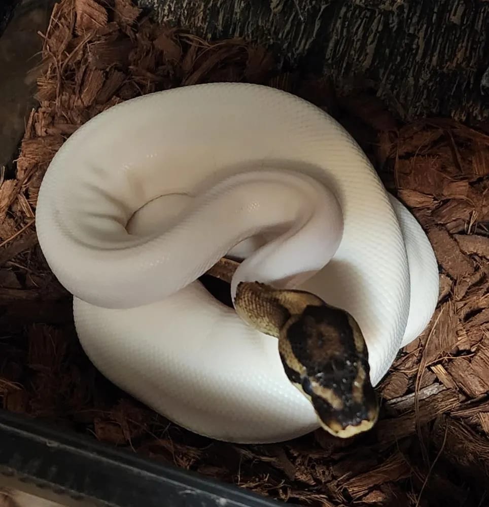 Marshmallow
