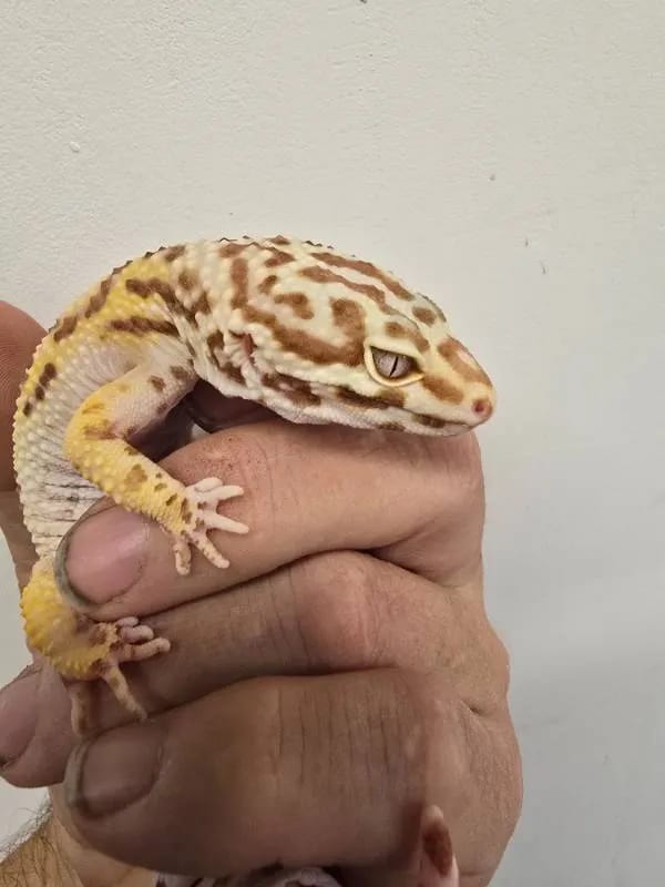 Estrella