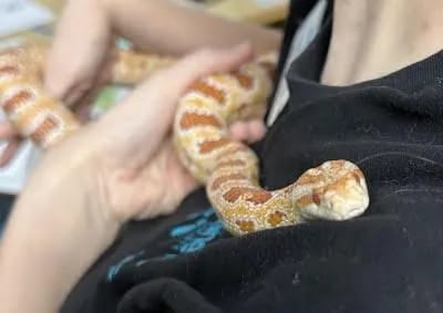 Marmalade
