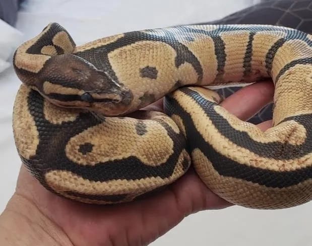 Vanilla Latte