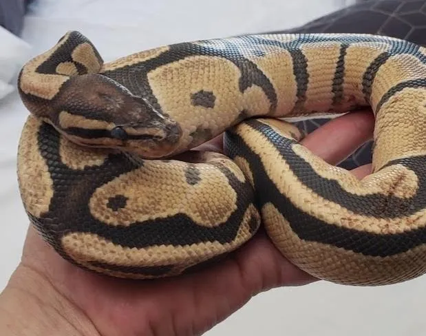 Vanilla Latte