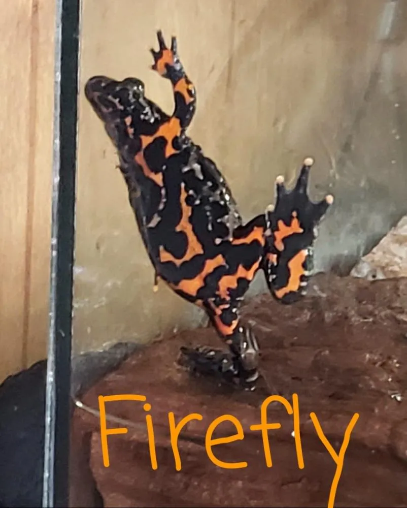 FireFly