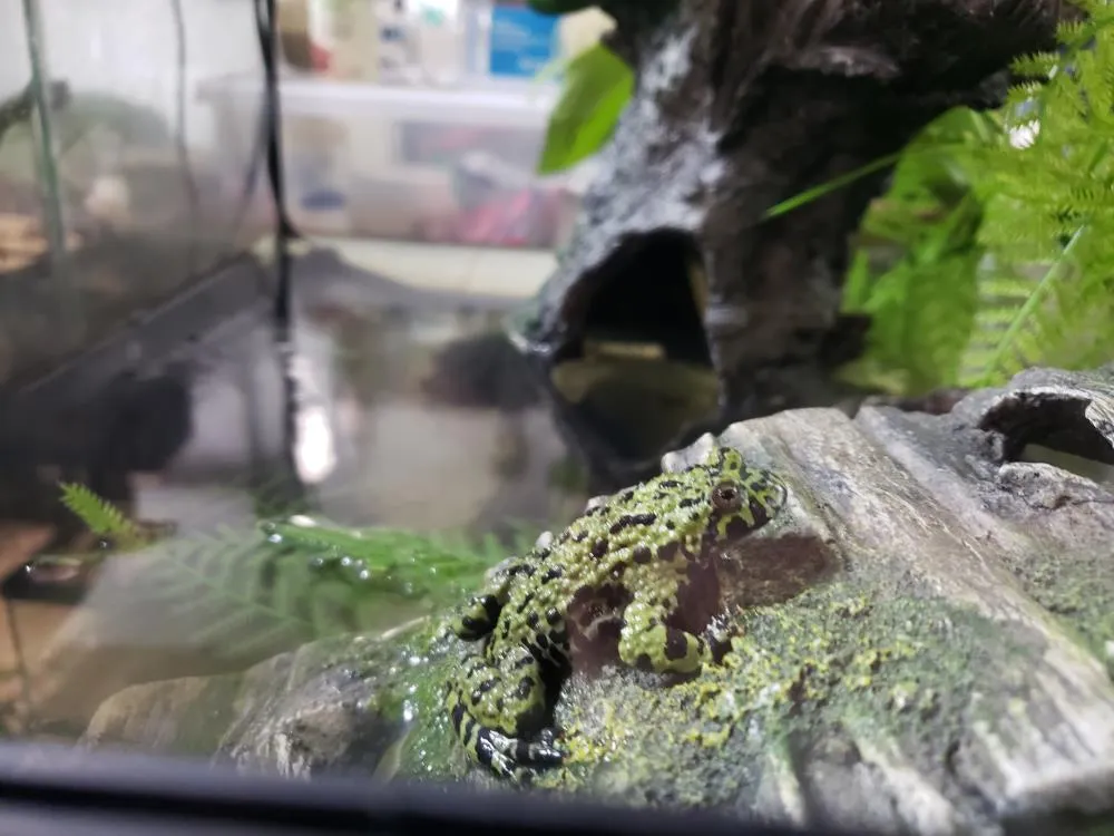 Kermit