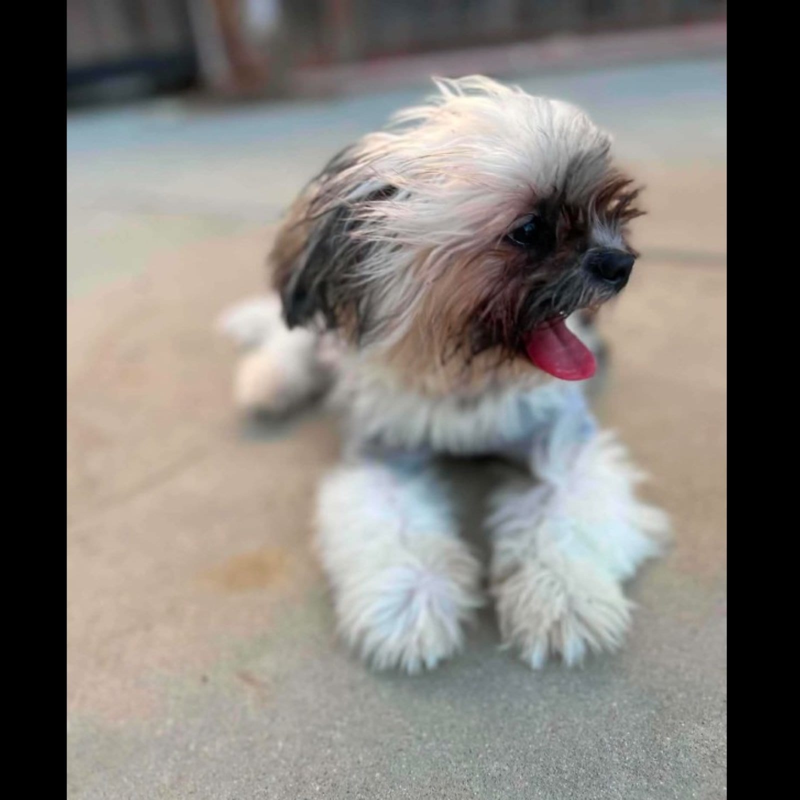 Mowgli