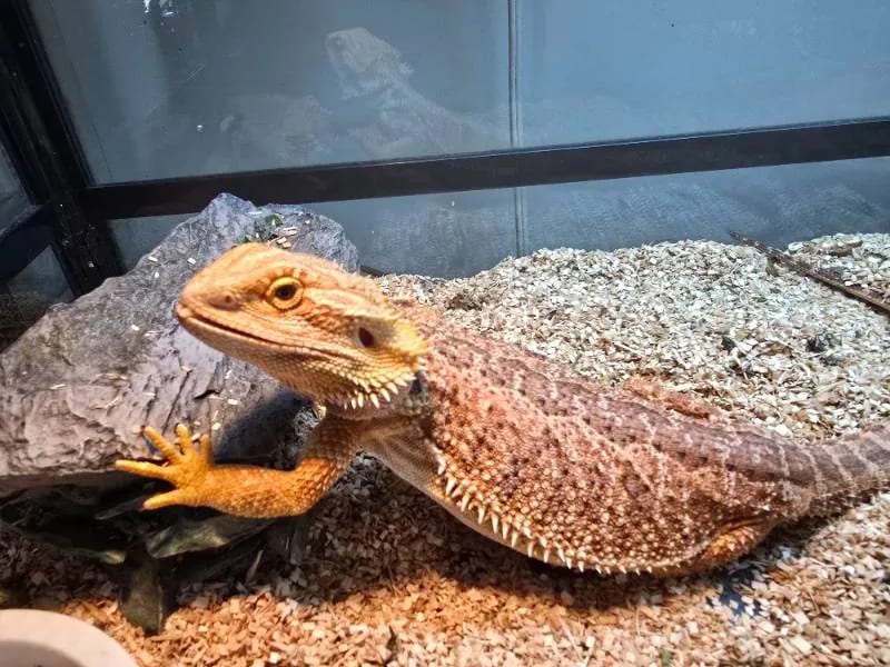 Chompers